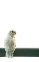 minuscolo bianca pappagallo parrocchetto forpus uccello, bianca solitudine sfondo. foto