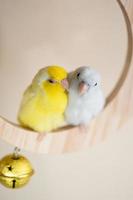 coppia forpus, poco minuscolo pappagalli uccello arroccato su un' mini mezzaluna Luna di legno oscillazione. foto