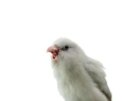 minuscolo bianca pappagallo parrocchetto forpus uccello, bianca solitudine sfondo. foto