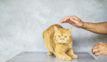 foto del gatto soriano marrone