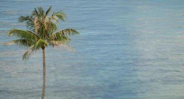 tropicale Noce di cocco palma alberi al di sopra di blu oceano e luce del sole. foto