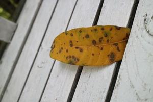 giallo asciutto le foglie su un' bianca di legno sedia foto