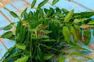 natura fresca neem sul vecchio blu di legno foto
