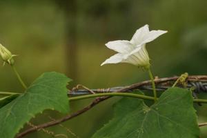 bellissimo bianca selvaggio fiori fioritura nel il mattina. foto