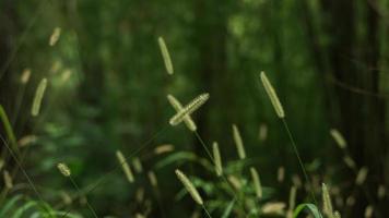 bellissimo selvaggio erbe generalmente si verificano nel il piovoso stagione. foto