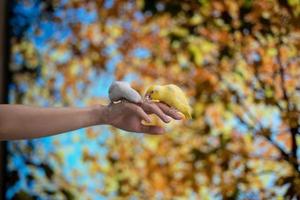 minuscolo pappagallo giallo e bianca forpus uccello su mano, giallo pappagallo provare per mordere perla squillo. foto