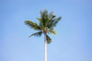 verde Noce di cocco palma albero su blu cielo sfondo. foto