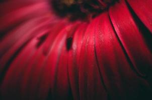 bellissimo avvicinamento macro foto di rosso gerbera petali