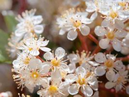 bellissimo tiro di Photinia glabra minuscolo bianca fiori foto