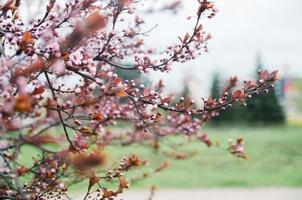 bella fioritura di ciliegio giapponese - sakura foto
