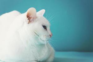 gatto bianco foto