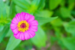 zinnia fiore vicino su nel il giardino foto