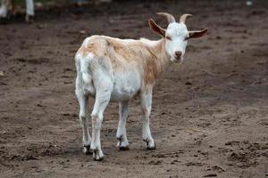 capra. mammifero e mammiferi. terra mondo e fauna. natura e zoologia. foto