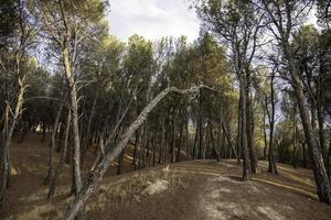 tronchi d'albero nella foresta foto