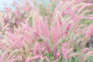 fiori di prato in una morbida luce calda. sfondo naturale sfocato paesaggio autunnale vintage. foto