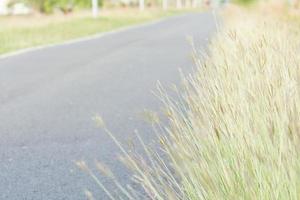 primavera paesaggio, prato fiore e il strada foto