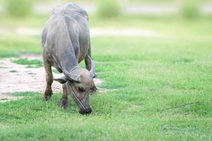 bufalo nel natura, paesaggio all'aperto foto