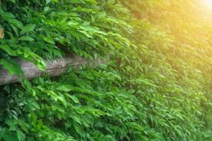 verde le foglie parete nel estate rompere e leggero morbido caldo foto