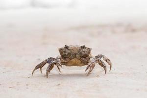 Granchio a piedi su sabbioso suolo nel natura. foto