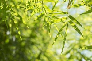 sfondo di foglie di bambù foto