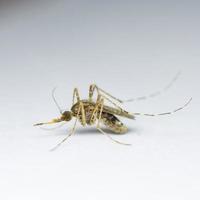 Aedes zanzara su bianca sfondo foto