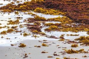 spiaggia molto disgustosa di alghe rosse sargazo playa del carmen messico. foto