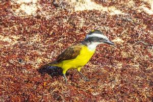 grande kiskadee giallo uccello uccelli mangiare sargazo su spiaggia Messico. foto