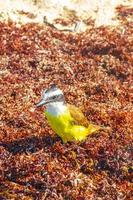 grande kiskadee giallo uccello uccelli mangiare sargazo su spiaggia Messico. foto