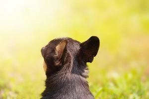 chihuahua cane con suo indietro per il telecamera. mini nero cane su un' sfondo di erba su un' soleggiato giorno. foto