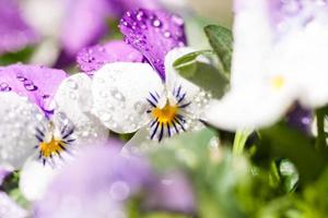 dettagli bianchi e viola da fiori di violette primaverili foto