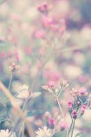 fantasia fiore, natura Vintage ▾ pastelli sfondo foto