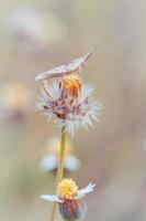 fantasia cavalletta su fiore, natura Vintage ▾ pastelli sfondo foto