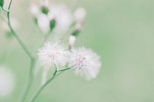 prato fiori nel mattina morbido caldo luce. Vintage ▾ autunno naturale sfondo foto