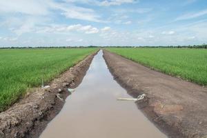 acqua per agricoltura foto