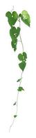 pianta tropicale fogliame vite, edera verde appendere isolato su bianca sfondo, ritaglio sentiero foto