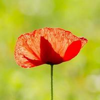 fleur de pavot, une seule fleur, rouge, champ foto