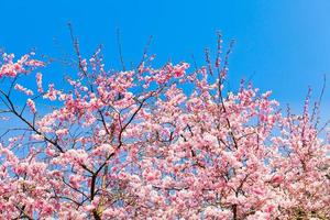 fioritura dei fiori di sakura. bellissimo fiore di ciliegio rosa