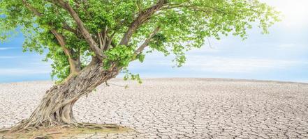 asciutto deserto paesaggio con grande albero. globale riscaldamento concetto foto