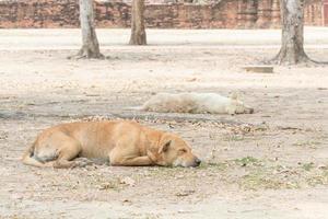 il cane dorme al sole per riscaldarsi. foto