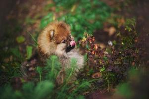 simpatico cucciolo di pomerania lecca la lingua del muso