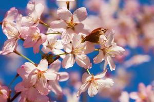 fiori di sakura. foto
