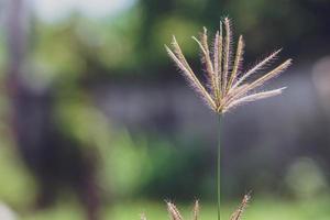 il bellissimo erba fiore era nel il campo dopo il pesante pioggia. foto