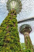 Singapore, Maggio 12, giardini di il baia su mar 12, 2014 nel Singapore. giardini di il baia era incoronato mondo edificio di il anno a il mondo architettura Festival 2012 foto