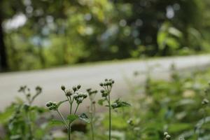 ciglio della strada erba essi tutti fiorito nel il mattina sole. foto