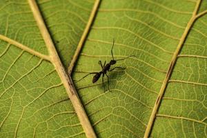 un' grande nero formica è venuto su nel il mattina per cibo su il luminosa verde le foglie. foto