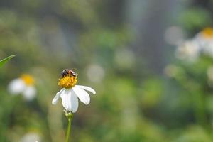 il bellissimo erba fiore era nel il campo dopo il pesante pioggia. foto