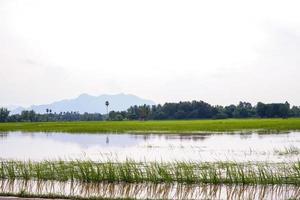 rurale risaia i campi allagato dopo giorni di pesante pioggia. foto