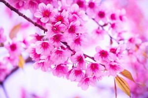 fioritura dei fiori di sakura. bellissimo fiore di ciliegio rosa