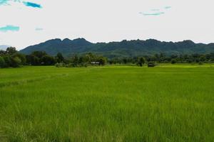 verde riso campo con montagna sfondo sotto nuvoloso cielo dopo pioggia nel piovoso stagione, panoramico Visualizza riso campo. foto