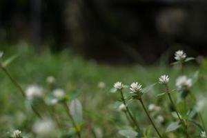 il bellissimo erba fiore era nel il campo dopo il pesante pioggia. foto